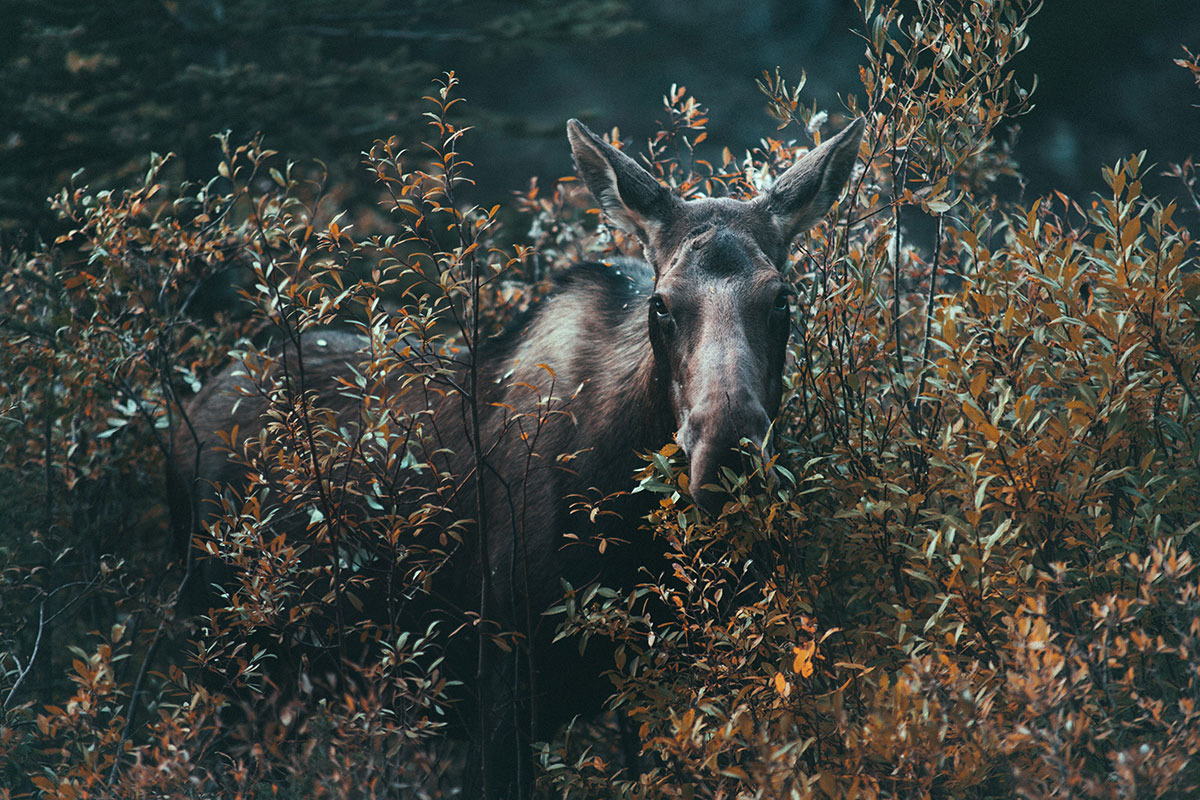 Finding Stillness in Portrait Work
